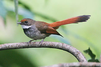 Sulawesiwaaierstaart - Rhipidura teysmanni